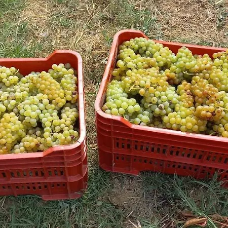 1929 Wine Food Relax أكوي تيرمي