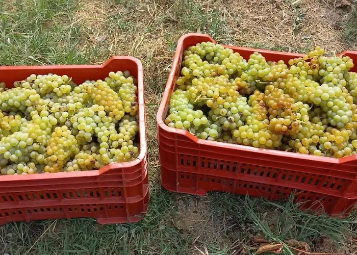 1929 Wine Food Relax Acqui Terme